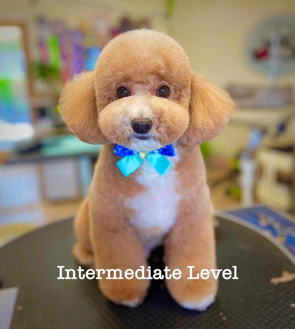 Private Training - Intermediate Level 19th - 22nd May 2025