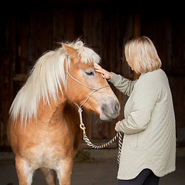 Leadership avec chevaux
