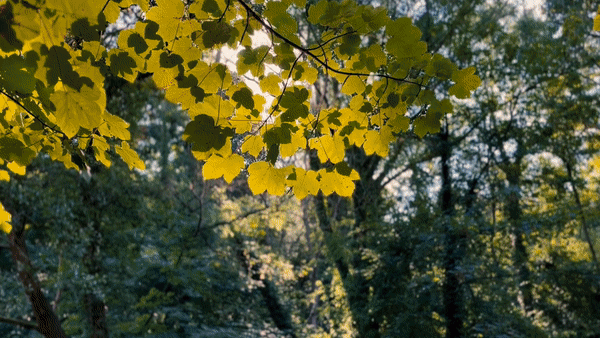 MA4 title.gif