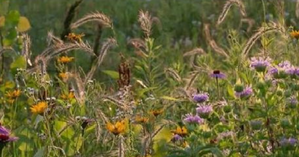 Wildlife at Work: Birds, Beavers, Bats & Beneficials on the Farm