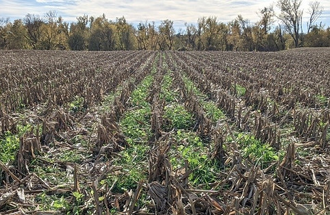 Cover crops between corn rows