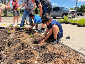 Middle school students from the Faribault Public Schools Summer STEAM Program plant native seedlings in a prairie restoration at Jefferson Elementary School.