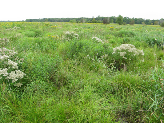 Lush green meadow with dense grasses and white wildflowers. Forested horizon under an overcast sky, creating a serene, natural scene.