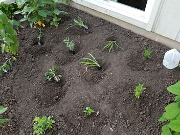 native plant plug seedlings are planted into holes in a native garden