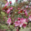 blossoms of the Red Splendor Crabapple tree