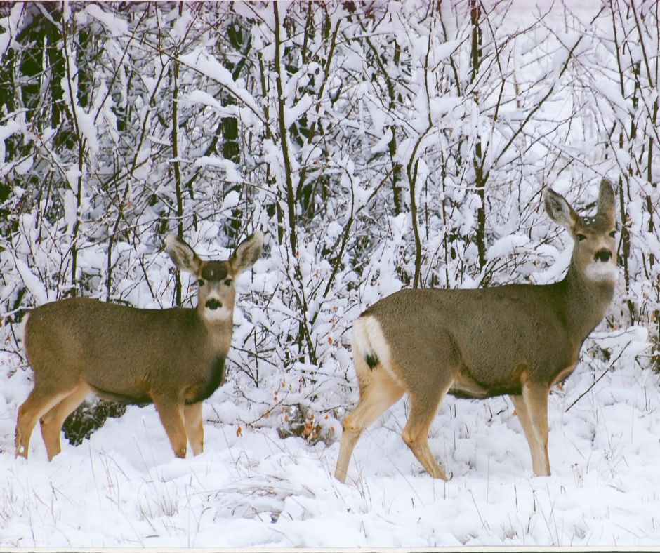 Two deer stand alert in a snowy forest, surrounded by snow-laden branches. The mood is tranquil and wintry.