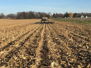 Tractor working a harvested cornfield using strip tillage, leaving neat rows of stubble under a clear blue sky, with trees and farm signs in back