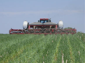 A tractor and no-till drill plant soybeans into tall, green cover crops in a field under a clear blue sky.