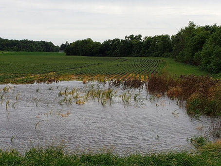 Flooded farm field with green crops partially submerged in water. Trees line the background under an overcast sky, creating a calm mood.