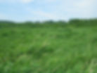 Reed canary grass growing in a field under a clear blue sky, with a distant farmhouse and trees on the horizon. Peaceful rural landscape.
