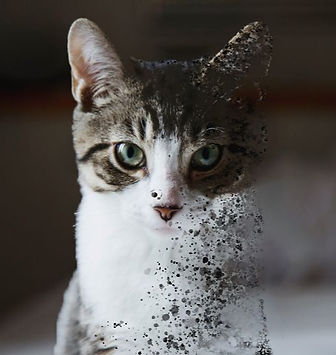 cateffect%20(1)_edited.jpg