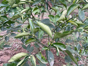 Recovering oranges with yellowing, curling leaves and weak roots in Nghe An province