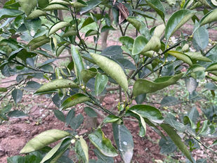 Recovering oranges with yellowing, curling leaves and weak roots in Nghe An province