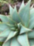 IMG_1762.jpeg