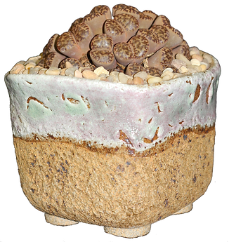 Lithops sp.-Tina Zucker.png