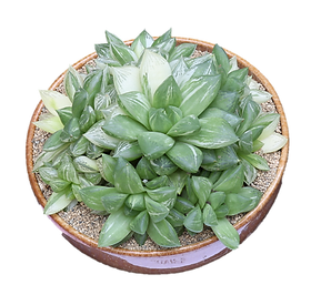 trifasciata sansevieria Snake Plant (Sansevieria Trifasciata Laurentii)  Rolling Greens