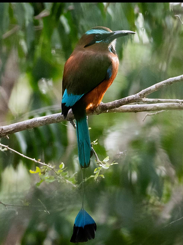 Screenshot 2025-06-25 at 20.55.28.png