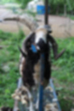 Bear all trimmed up.