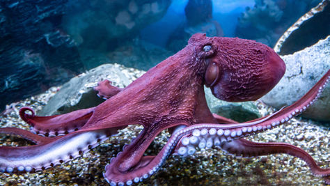 Octopus with eight arms symbolizing autonomous teams and modern leadership