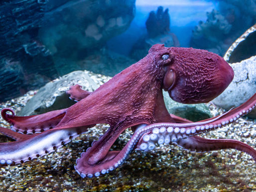 Octopus with eight arms symbolizing autonomous teams and modern leadership