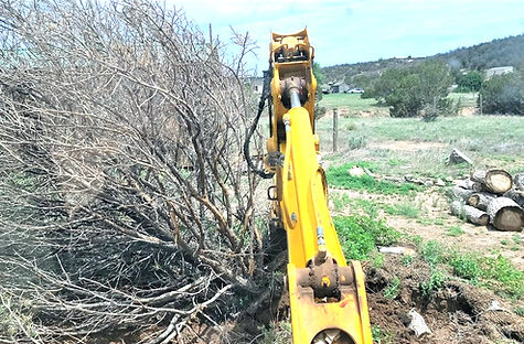 Operating a backhoe in order to remove a dead tree.