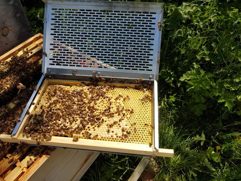 Varroa | Roe Valley Beekeeper