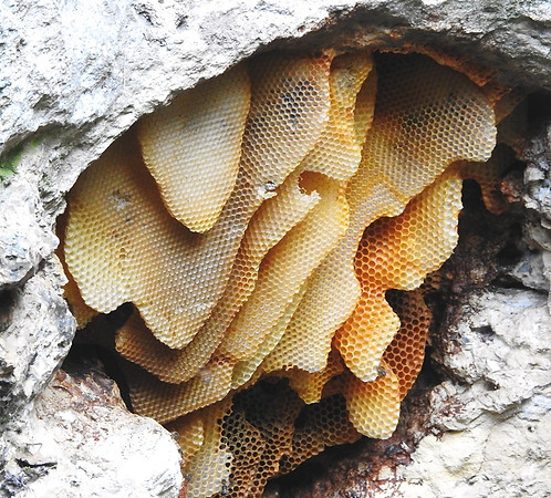Wild hive honey combs