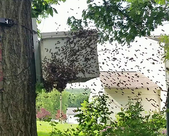 Swarm trap bait hive