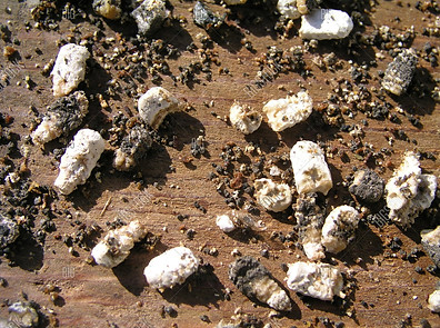 Chalkbrood honey bees