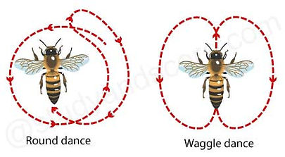 Waggle dance honey bees