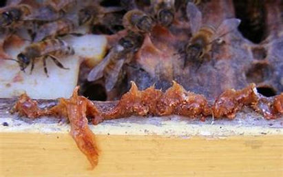 Plugging gaps with propolis honey bees