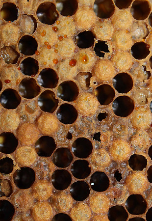 AFB comb cappings greasy sunken