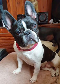 Mikka - Adoption donation £350