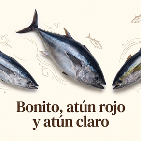 Bonito del norte, atún rojo y atún claro: ¿en qué se diferencian?