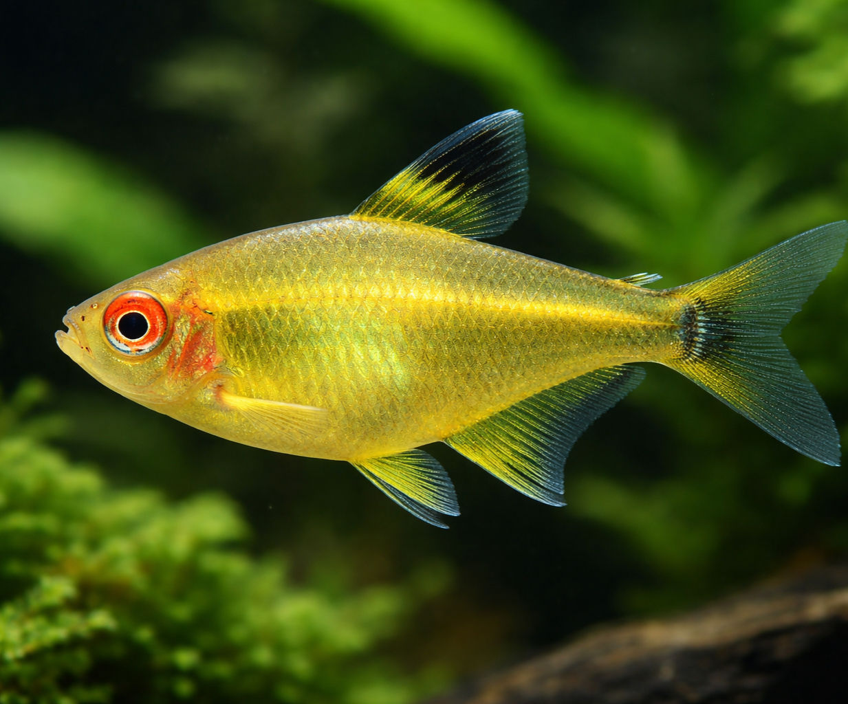 Lemon Tetra 1.5"+ NICE