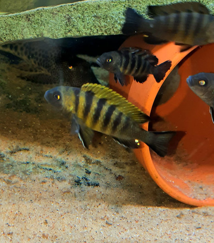 Cynotilapia mbweca