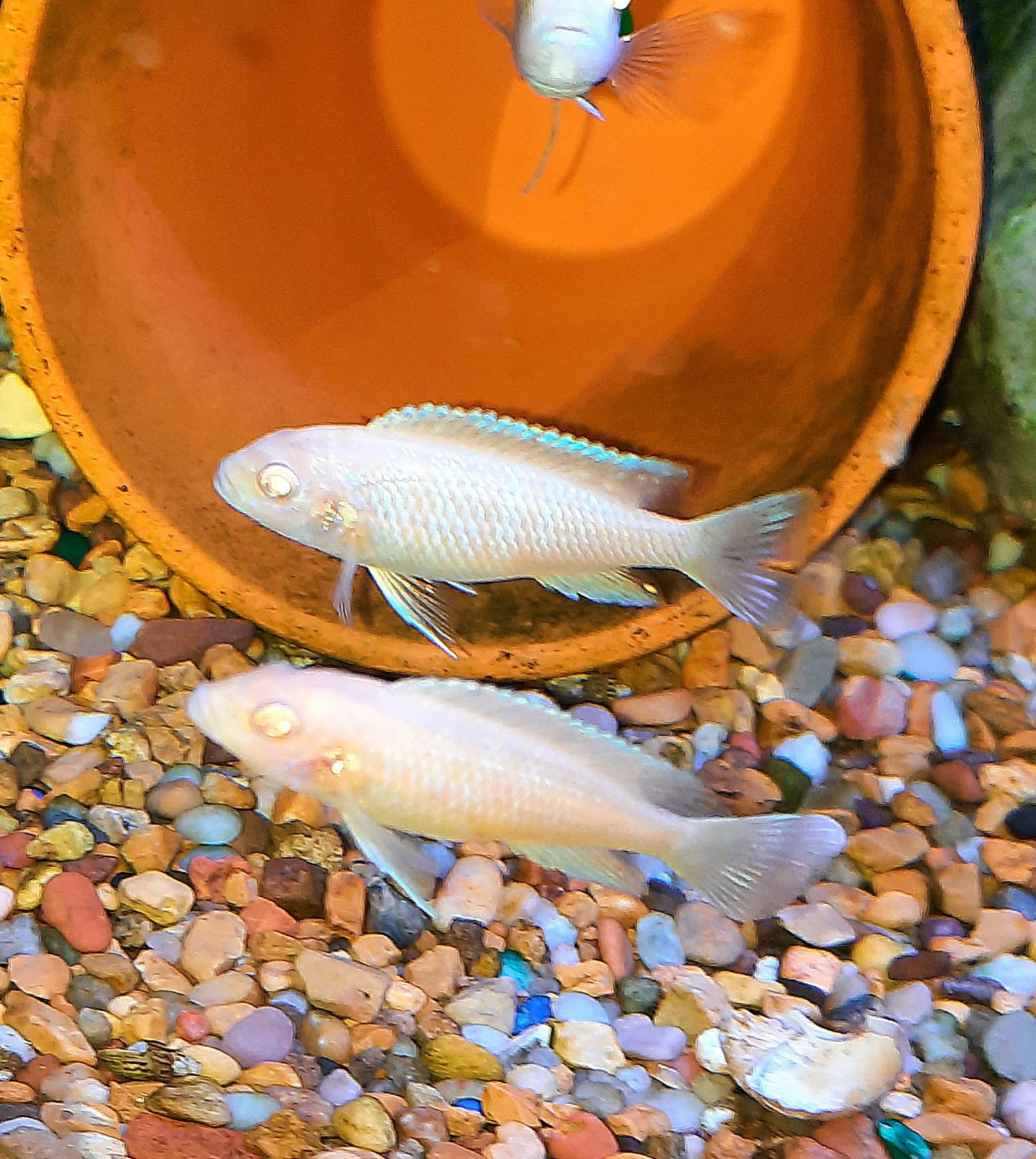 Albino BB zebra