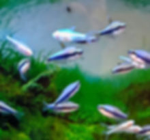 Blue Kerri Tetra .5-.75"