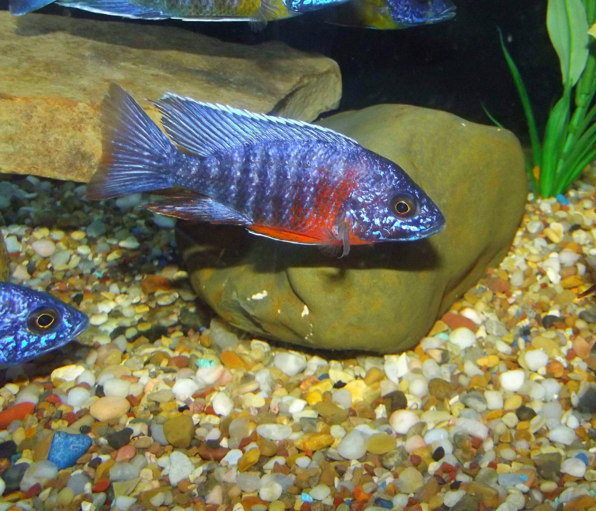 Aulonocara Red Shoulder