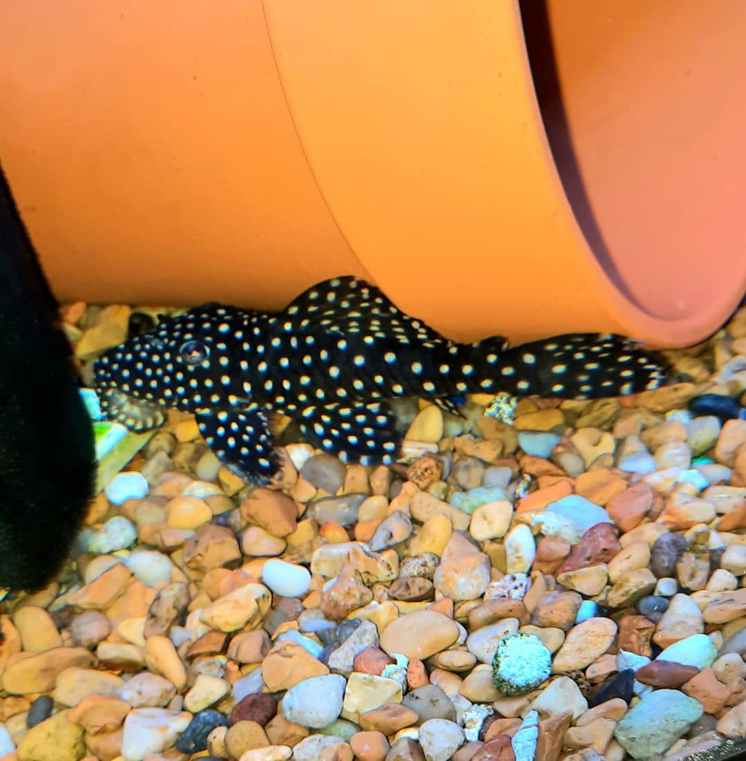 Galaxy Pleco L029