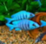 Placidochromis Phenochilus "Sapphire Star"
