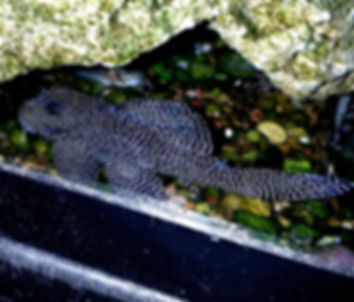 Queen Arabesque L260 2.75-3"