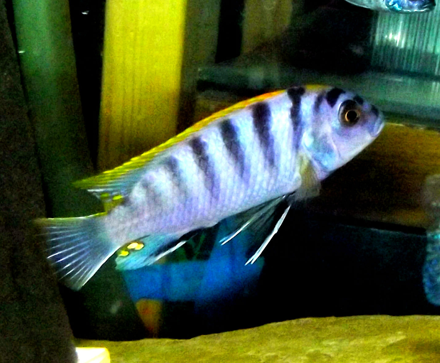 Labidochromis hongi red top