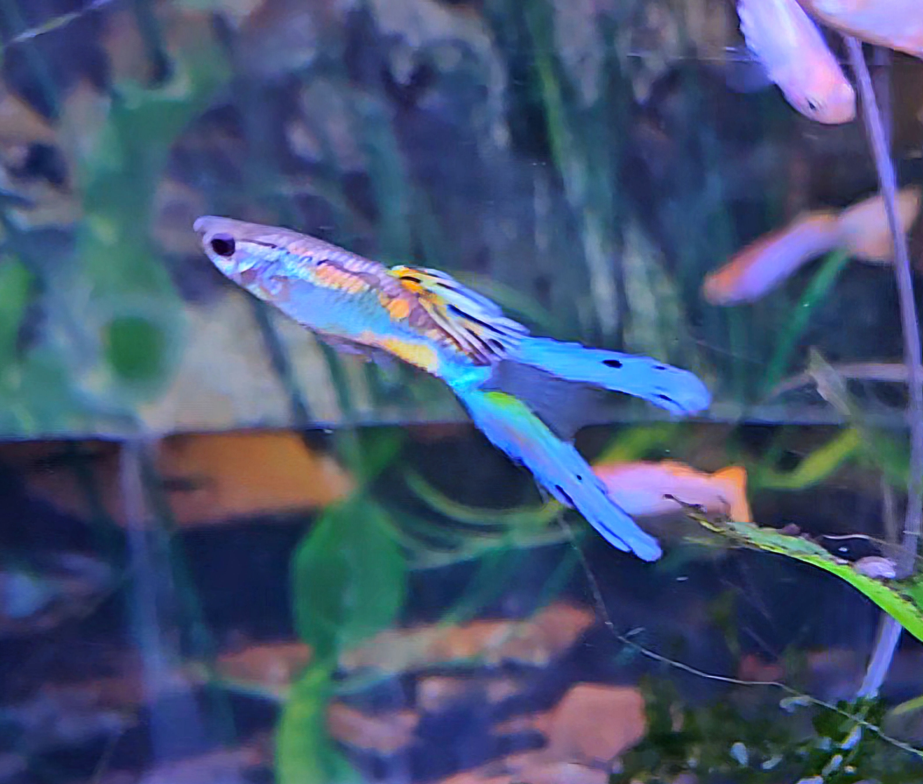 Blue Butterfly Lyretail Guppy Male