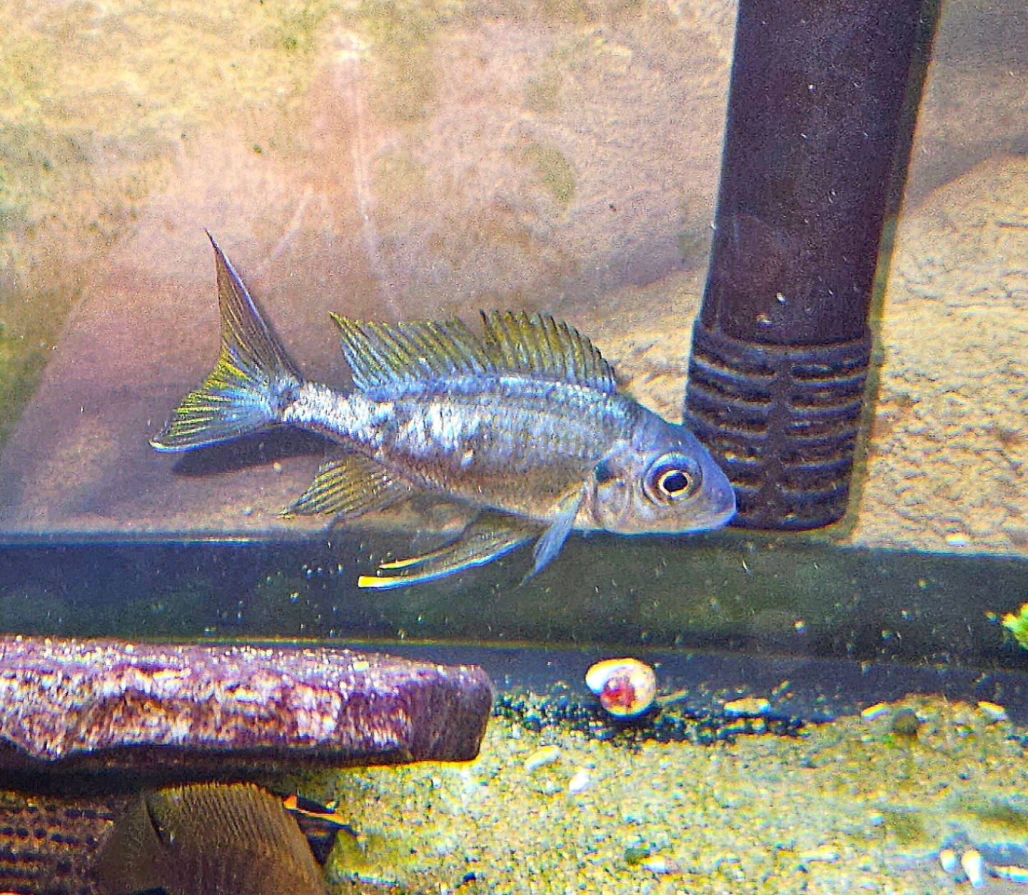 Opthalm. Vent. Zongwe orange