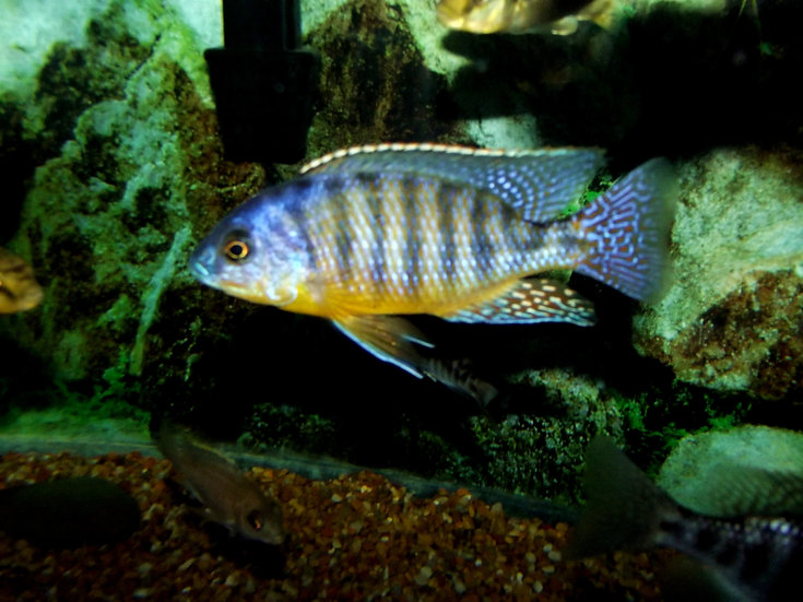 Protomelas tangerine tiger | Blue Hook Aquatics