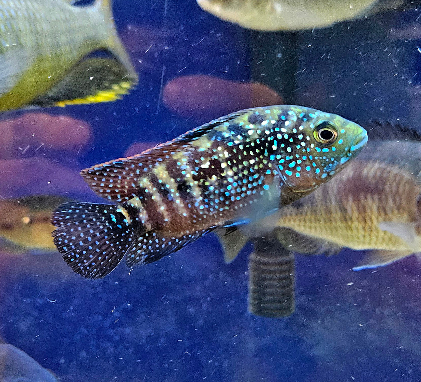 Jack Dempsey 2.75-3"