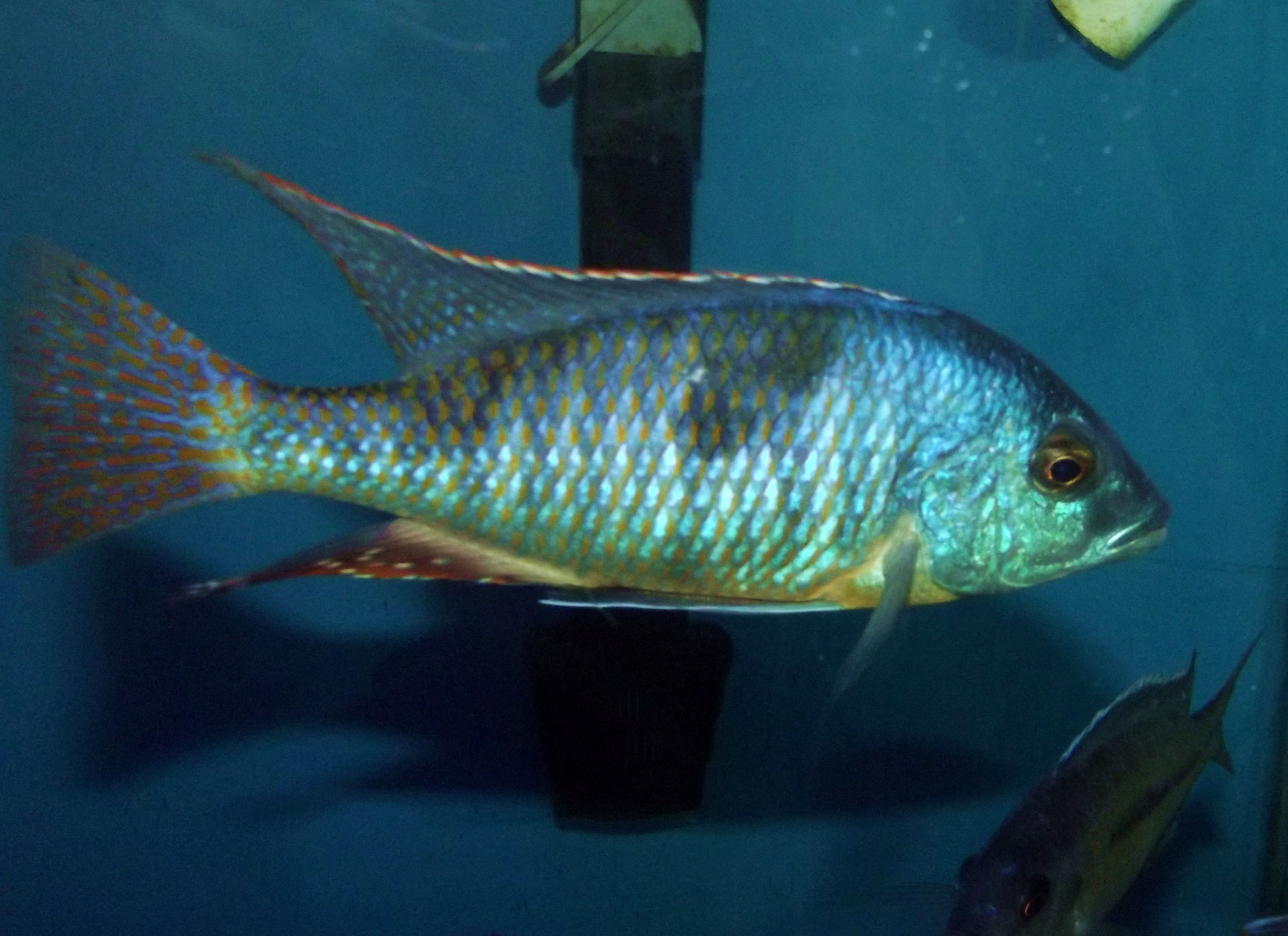 Hemitilapia oxyrynchus