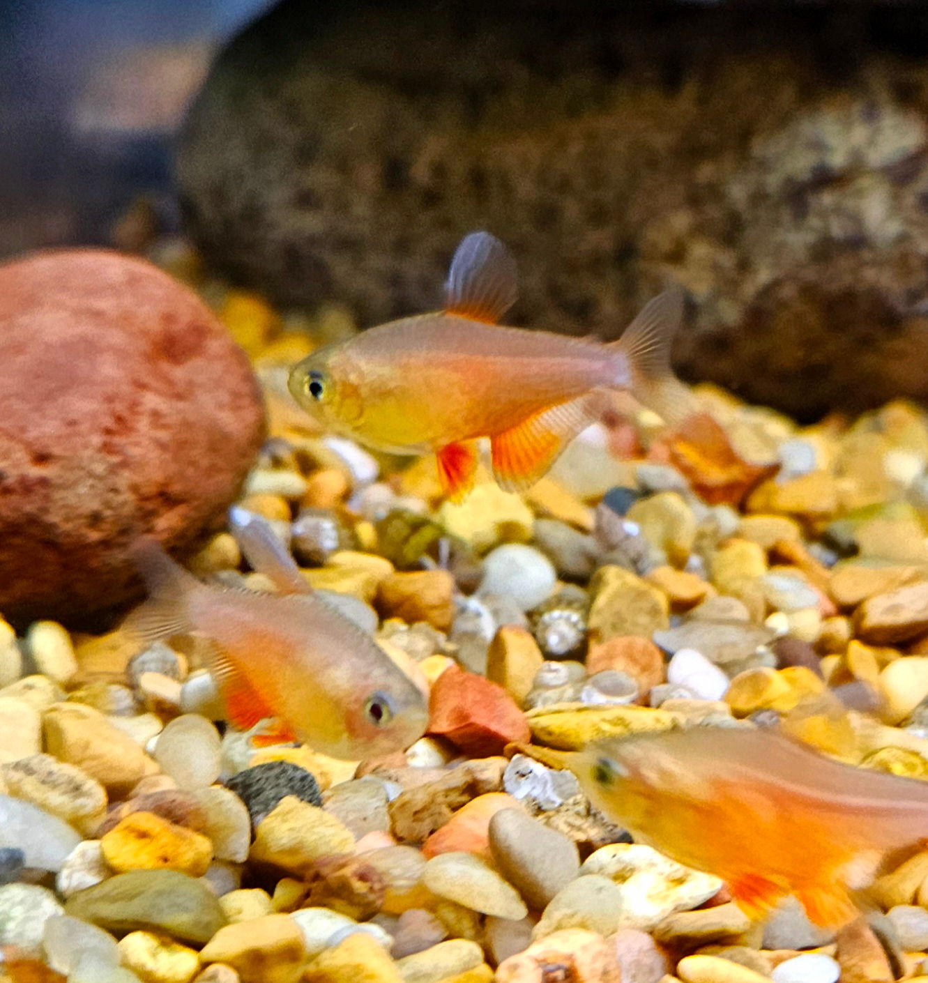 Von Rio Orange tetra .75-1"
