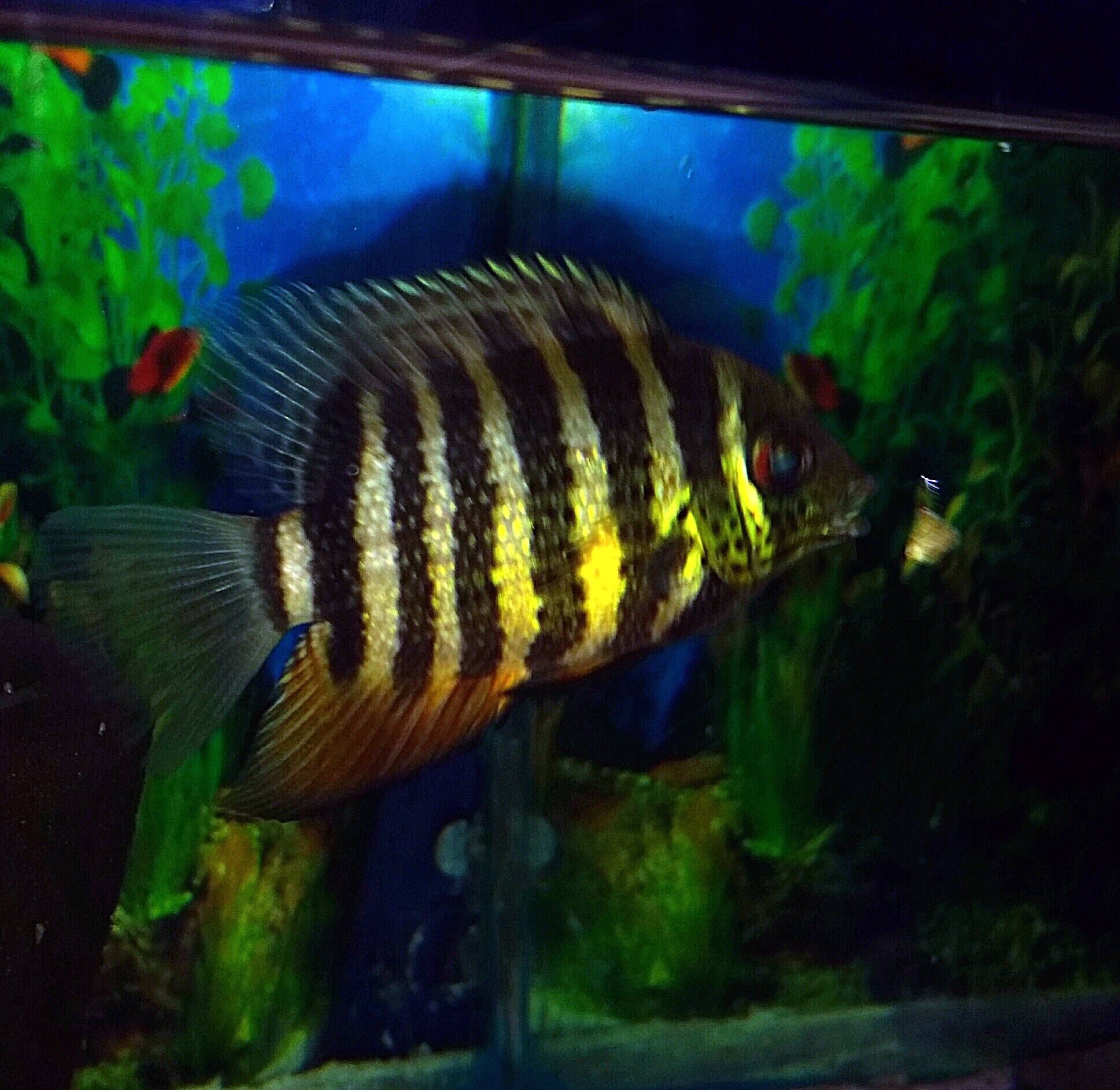 Current stock list as of 07/08/16 Exotic Fish Top Shelf Aquatics